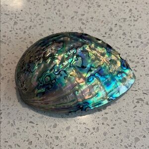 Iridescent Paua Abalone Shell from New Zealand 5”x4”